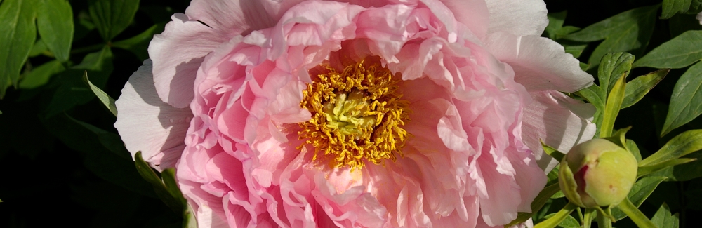 Paeonia sufruticosa banner 02